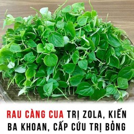 CẤP CỨU TRỊ BỎNG, ZOLA, KIẾN BA KHOANG