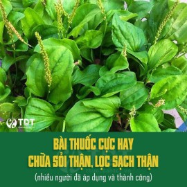 BÀI THUỐC CỰC HAY CHỮA SỎI THẬN, LỌC SẠCH THẬN TỪ CÂY MÃ ĐỀ