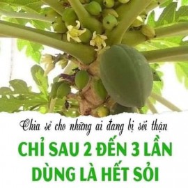 Bài thuốc chữa sỏi thận từ cây đu đủ