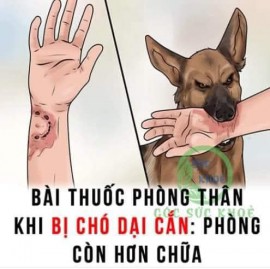 Chó cắn