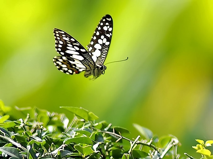 Ý nghĩa của loài bướm, bướm bay vào nhà trong thế giới tâm linh